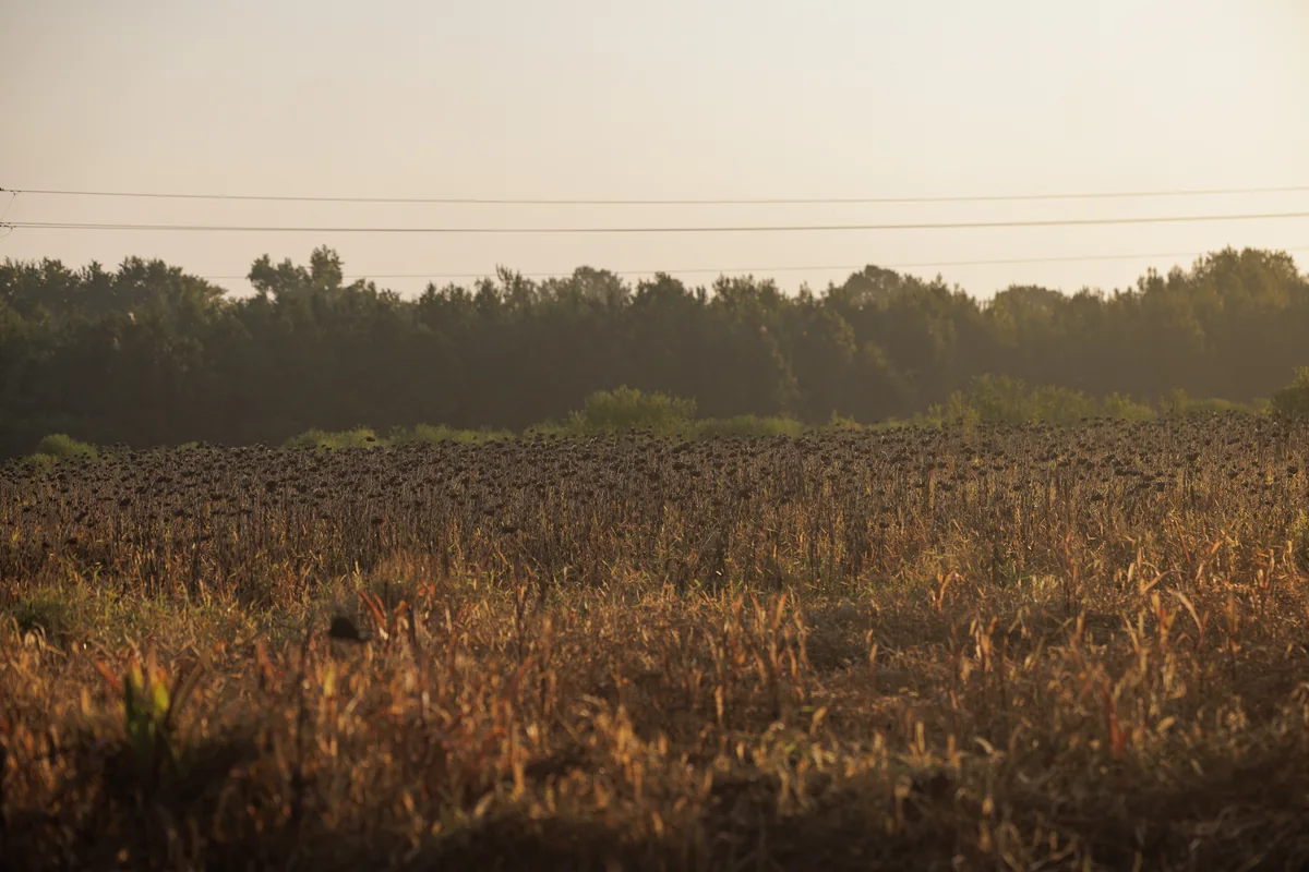 Sunflower field at sunrise on the Iron Horn dove fields