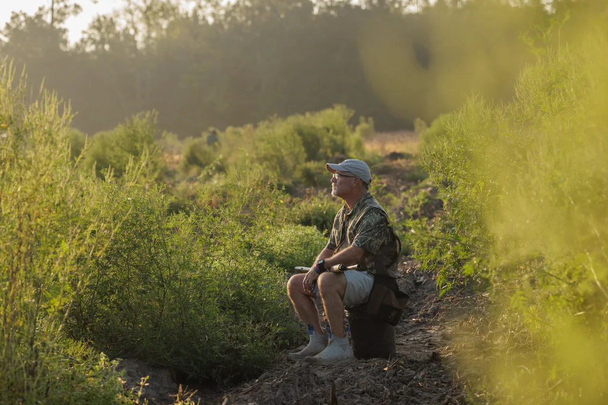 Dove hunter watching the treeline in early morning light