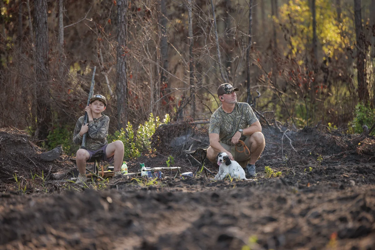 Young bird dog steady beside a hunter in the pine cutover