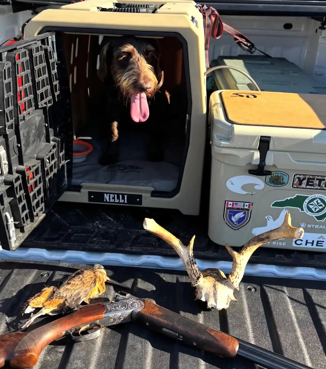 Woodcock hunt at Iron Horn Farms
