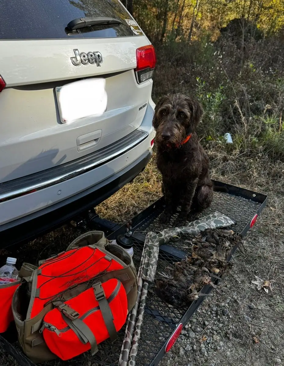 Woodcock hunt at Iron Horn Farms