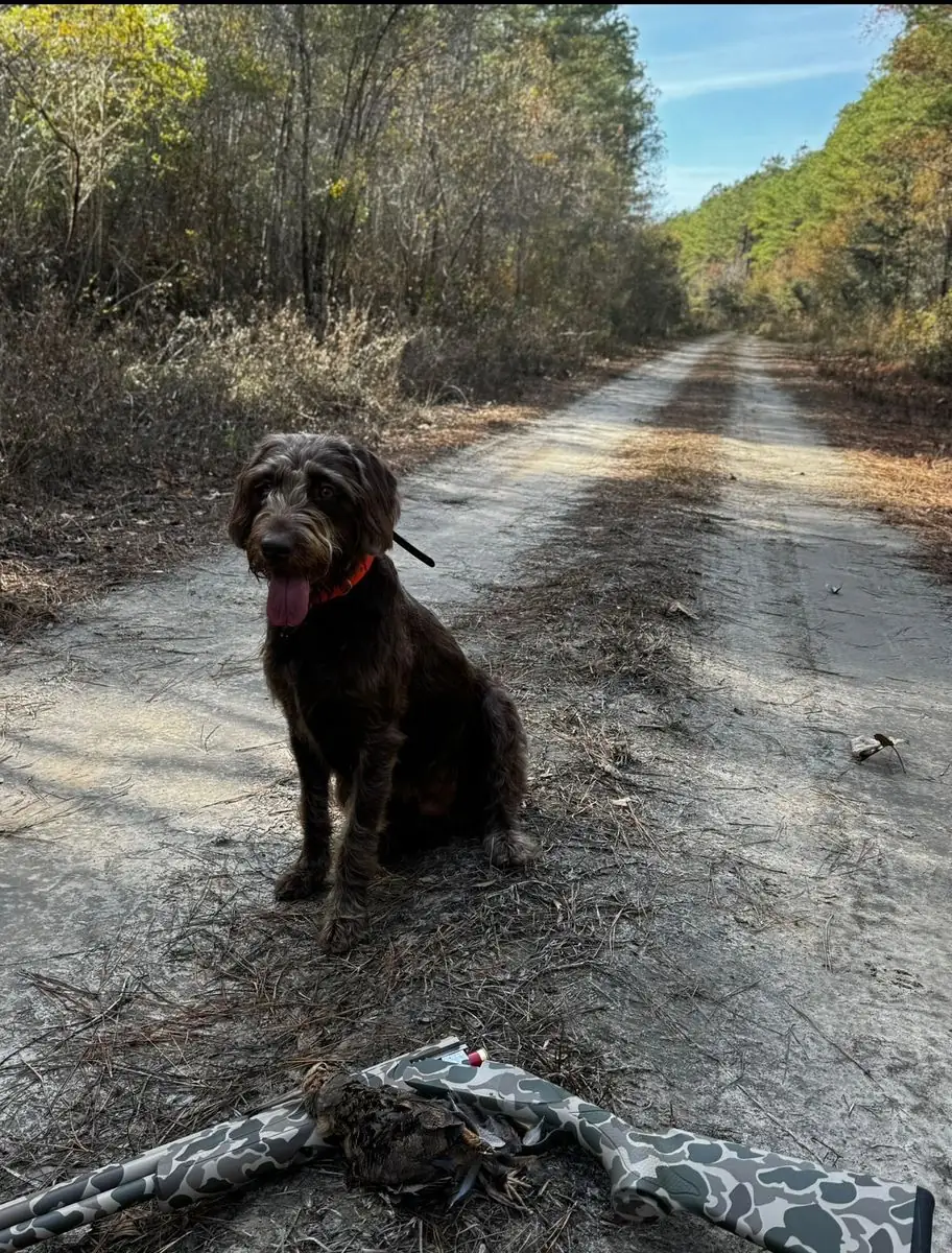 Woodcock hunt at Iron Horn Farms