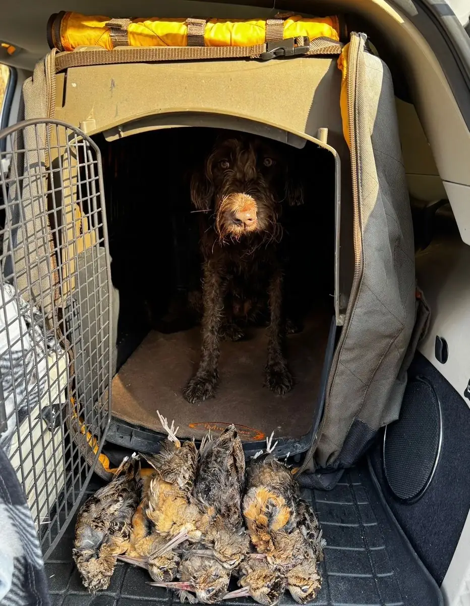 Woodcock hunt at Iron Horn Farms