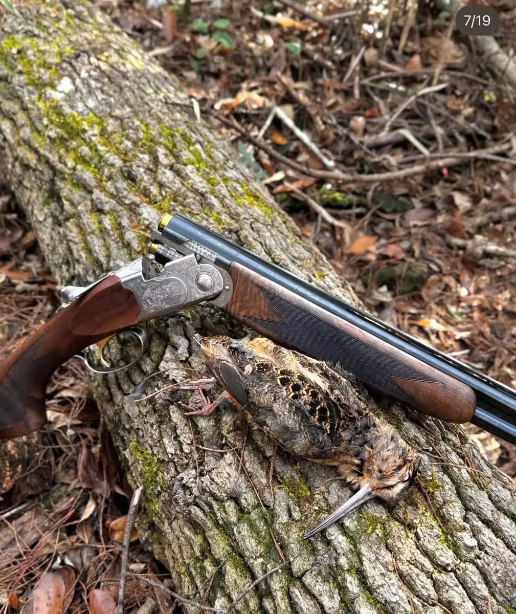 Woodcock hunt at Iron Horn Farms