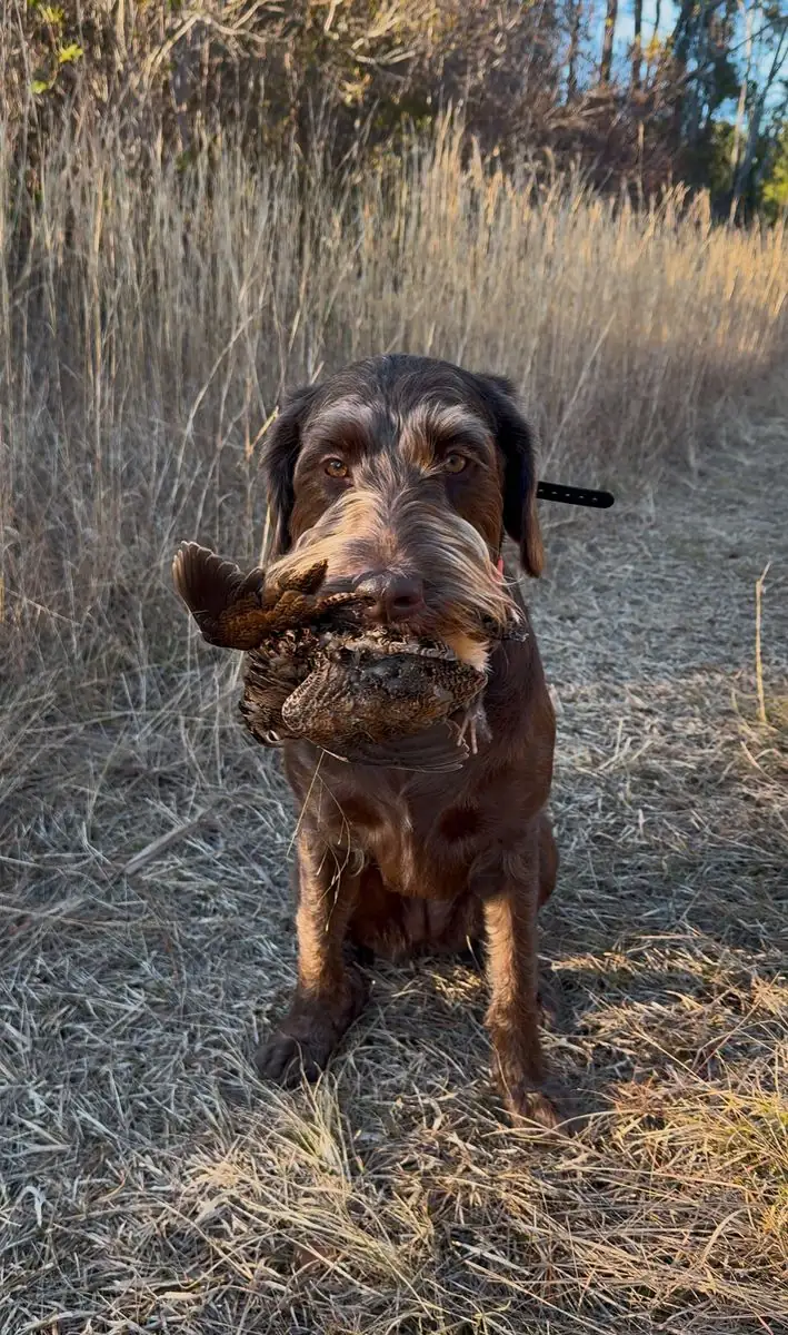 Woodcock hunt at Iron Horn Farms
