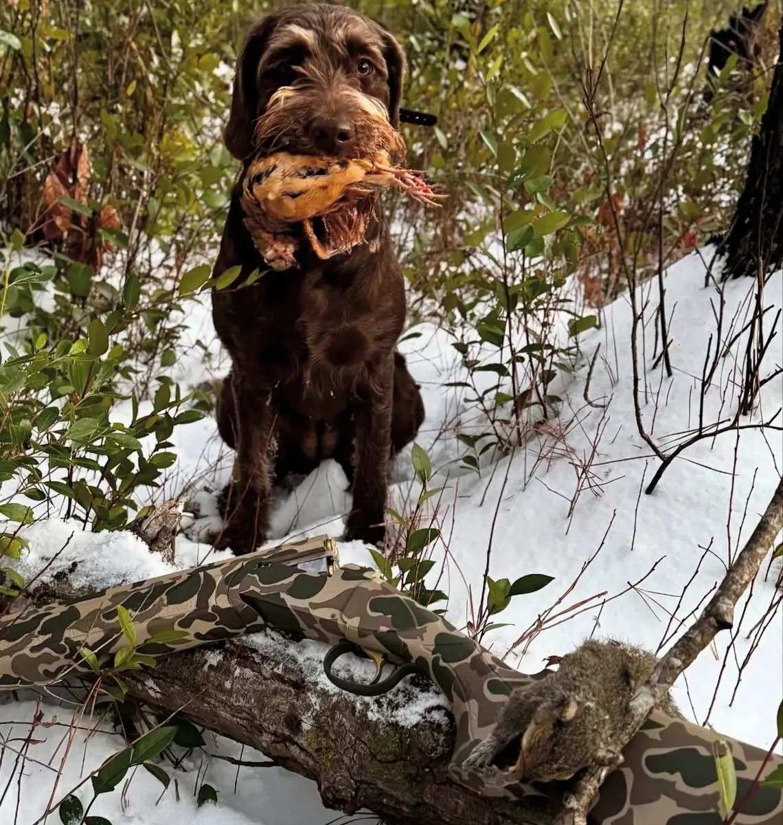Woodcock hunt at Iron Horn Farms