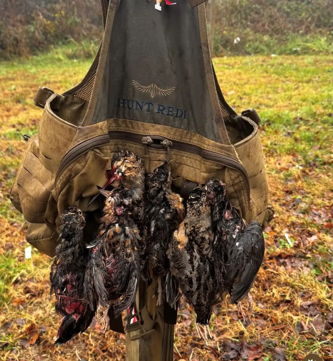 Woodcock hunt at Iron Horn Farms
