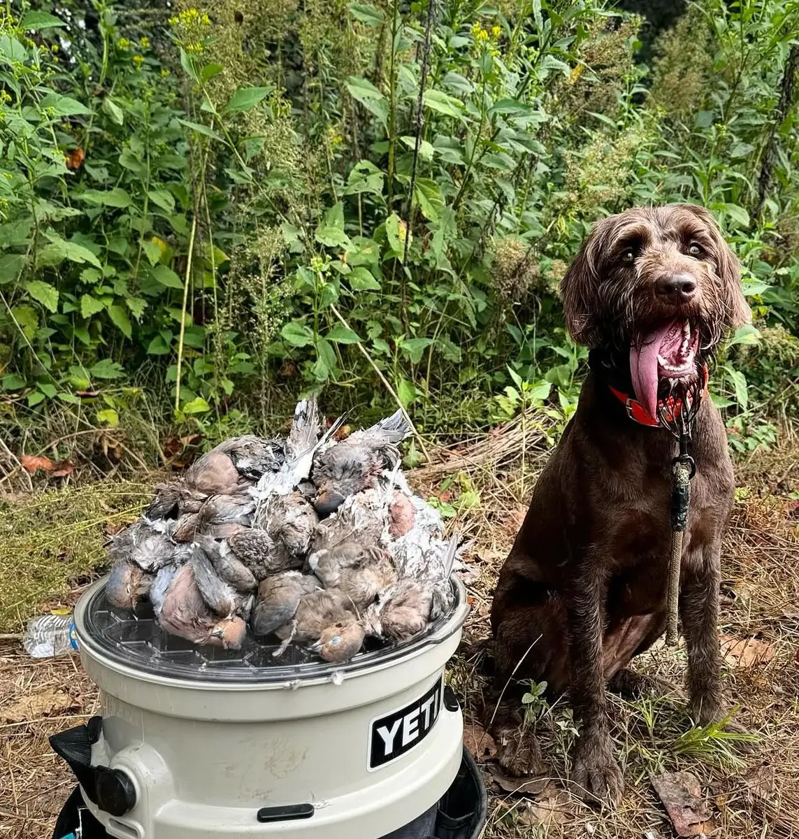 Woodcock hunt at Iron Horn Farms